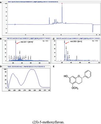 Daemonorops draco Blume Induces Apoptosis Against Acute Myeloid Leukemia Cells via Regulation of the miR-216b/c-Jun